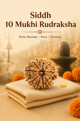 Kashi Siddh Nepal Origin 10 Mukhi Rudraksha - 17mm to 22mm