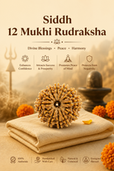 Kashi Siddh Nepal Origin 12 Mukhi Rudraksha - 17mm to 22mm