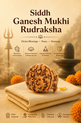 Kashi Siddh Nepal Origin Ganesh Mukhi Rudraksha - 17mm to 22mm