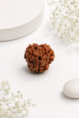 Kashi Siddh Nepal Origin 10 Mukhi Rudraksha - 17mm to 22mm